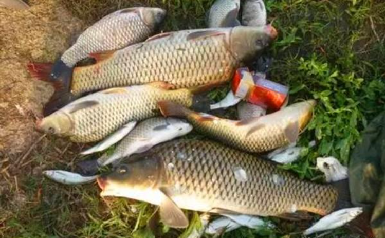 钓鲤鱼调漂的正确方法调几目(野钓鲤鱼的最佳调漂方法)
