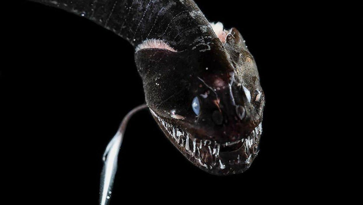黑色
的鱼有哪些品种（科学家发现 16 种“超黑”鱼）