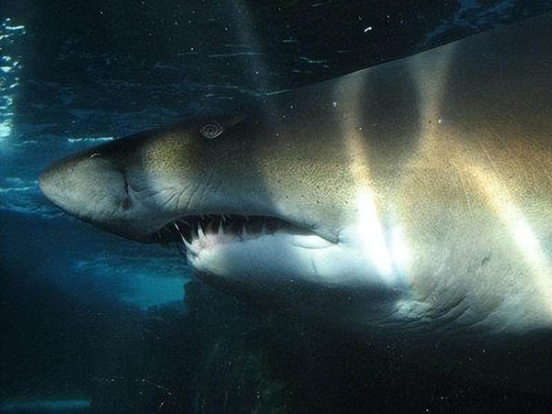 鲨鱼有多少牙齿（鲨鱼到底有多少颗牙齿）