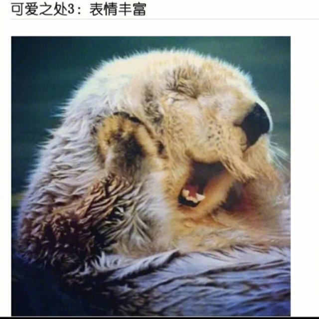 海獭能养吗（海獭有攻击性吗