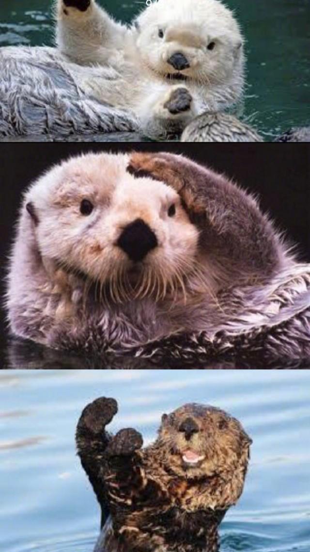 海獭能养吗（海獭有攻击性吗
