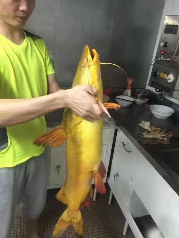 黄骨鱼吃什么(黄骨鱼的习性及食性是什么)