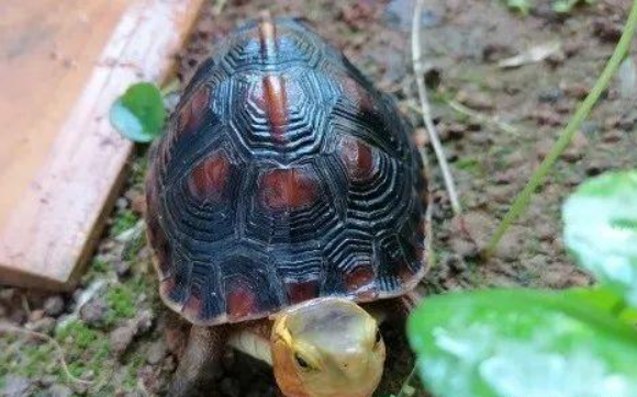 什么是半水龟(半水龟的饲养方法)