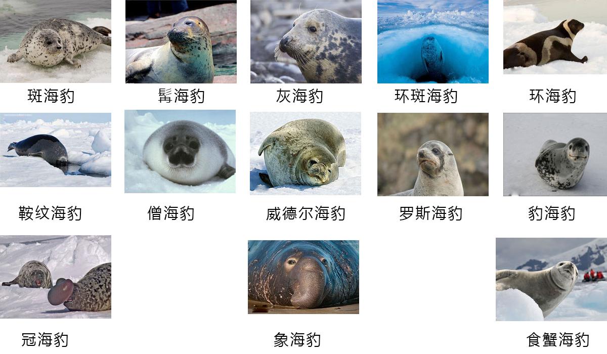 海狗和海豹是一种动物吗(海狗和海豹以及海狮有什么区别呢)