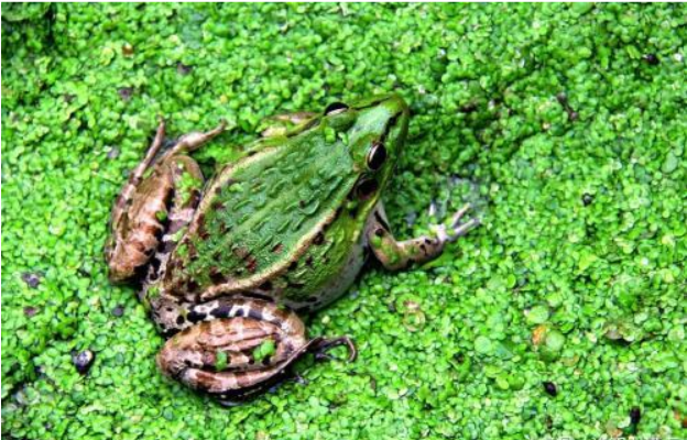 青蛙能活多少年（青蛙能活百万年是真的吗）