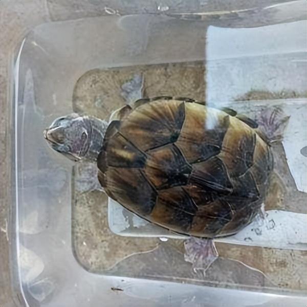 水龟有哪些品种(推荐五种适合新手饲养的水龟品种)