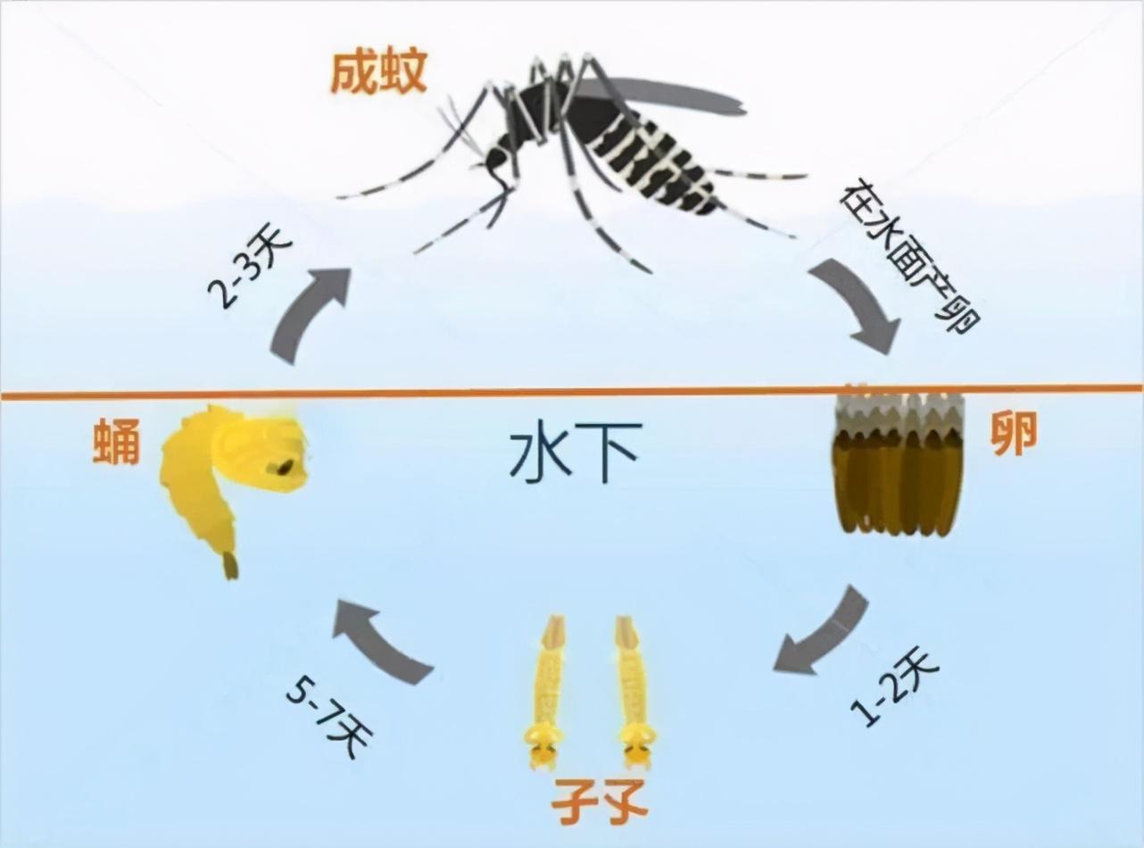 食蚊鱼吃什么（食蚊鱼真的吃蚊子吗）