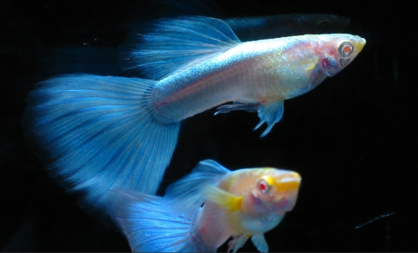 孔雀鱼怕水族灯光吗（养孔雀鱼需要鱼缸灯吗）
