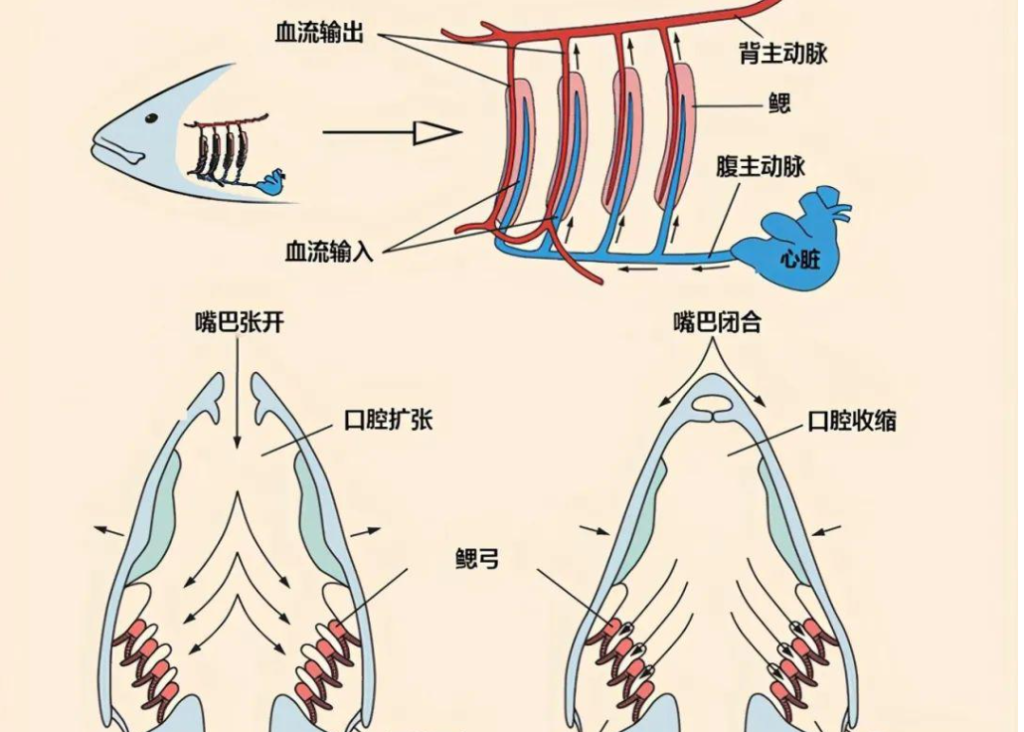 鱼在水里怎么呼吸的（鱼在水里用什么器官呼吸）