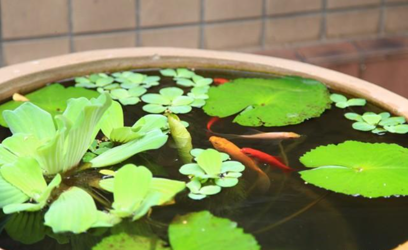 水芙蓉在鱼缸养有什么危害（鱼缸里养水芙蓉好吗）