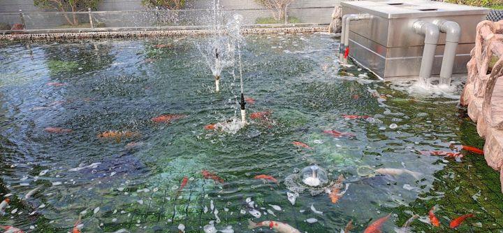 锦鲤鱼池青苔太多怎么处理（鱼池水面飘泡沫如何解决）