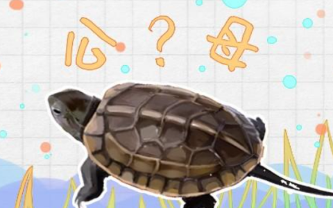 草龟怎样分公母最正确（公母草龟可以养在一起吗）