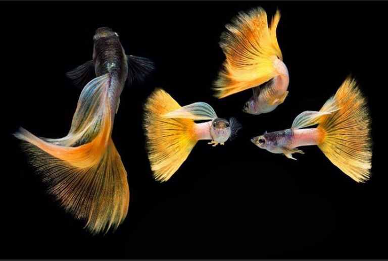 孔雀鱼怕水族灯光吗（养孔雀鱼需要鱼缸灯吗）