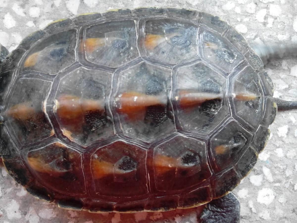 乌龟能活1000年吗（千年王八万年龟的说法是真的吗）