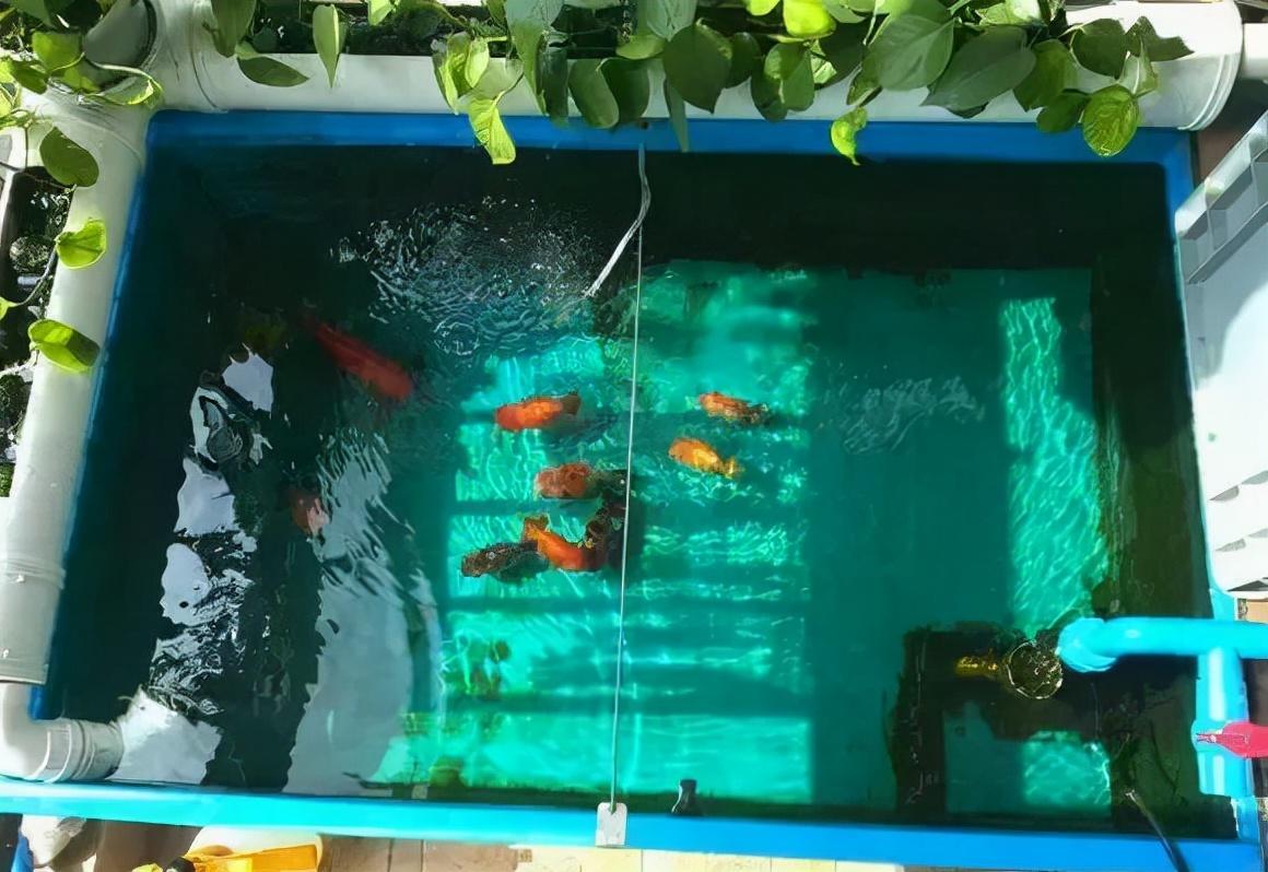 养鱼能用自来水吗（自来水怎么养鱼呢）