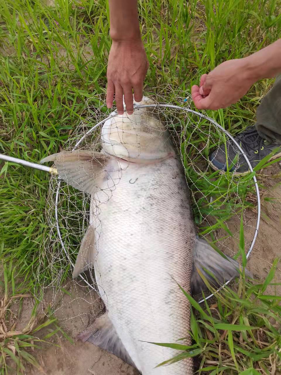 春天钓鲢鳙什么时候开口（春天钓鲢鳙什么天气能钓呢）