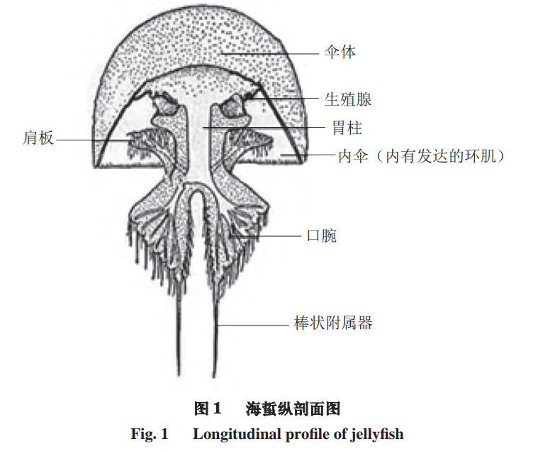 海蜇是动物还是植物（被它蜇伤可就惨了）