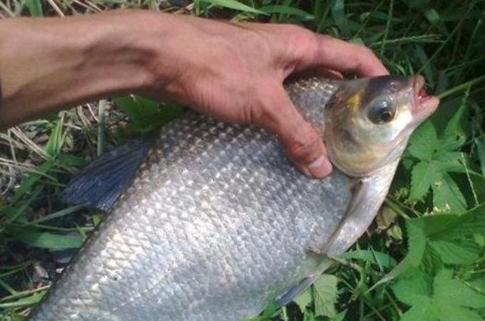 钓鳊鱼用什么饵料最好（钓鳊鱼的五个最好方法）