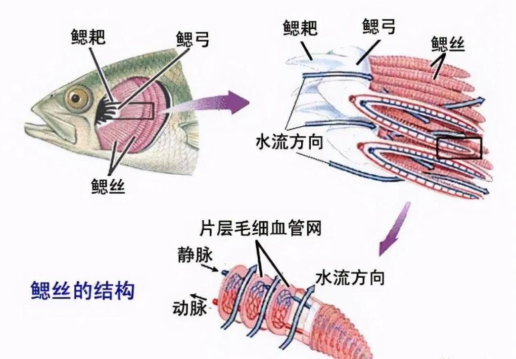 鱼在水里怎么呼吸的（鱼在水里用什么器官呼吸）