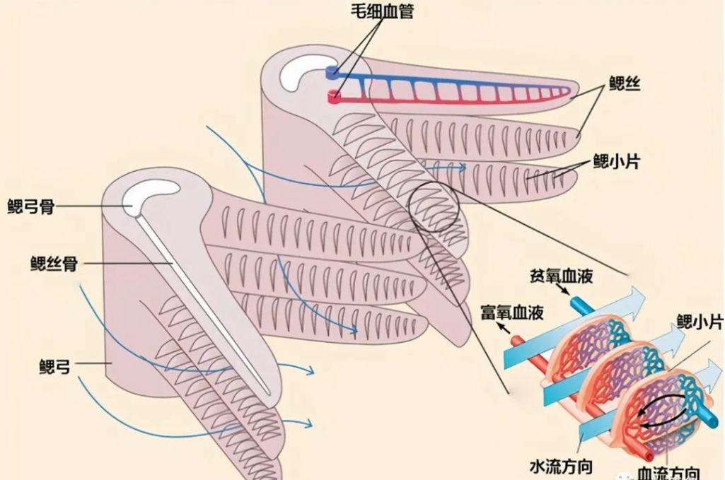 鱼在水里怎么呼吸的（鱼在水里用什么器官呼吸）