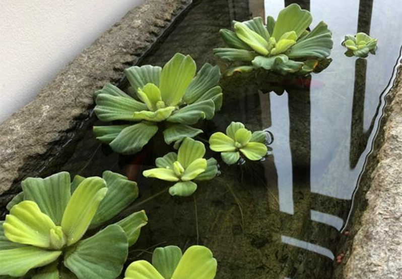 水芙蓉在鱼缸养有什么危害（鱼缸里养水芙蓉好吗）