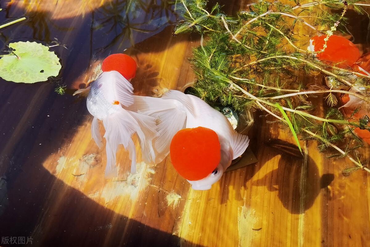 金鱼头瘤破了是什么原因（金鱼头瘤上老有白色分泌物是什么原因呢）