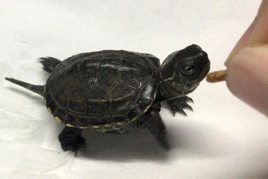 乌龟尾巴断了怎么办（乌龟尾巴断了的处理方法）