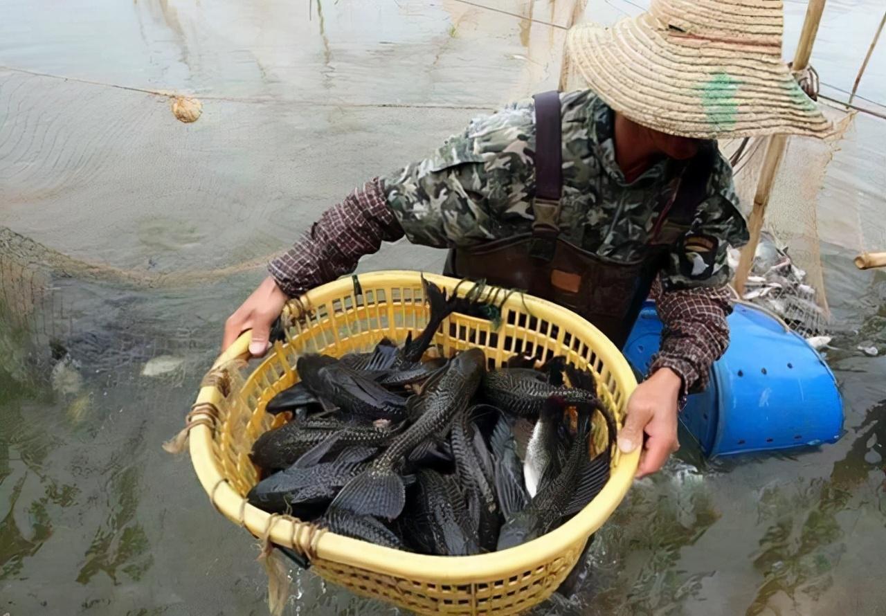 清道夫为什么晒干了还能活（清道夫晒干了还能活是真的吗）