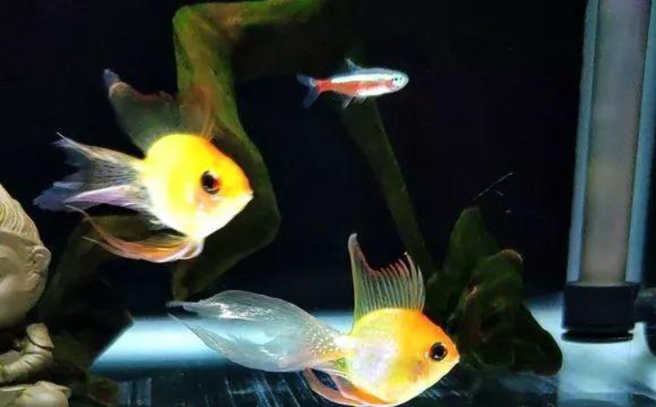 金波子鱼好养吗（金波子鱼真的难养吗）
