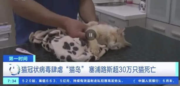 猫冠状病毒蔓延“猫岛”致死率近90%（这种病毒不会传染给人类）