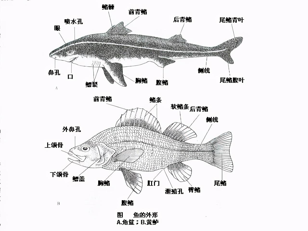 软骨鱼有哪些（海洋馆里怎么区分软骨鱼和硬骨鱼）