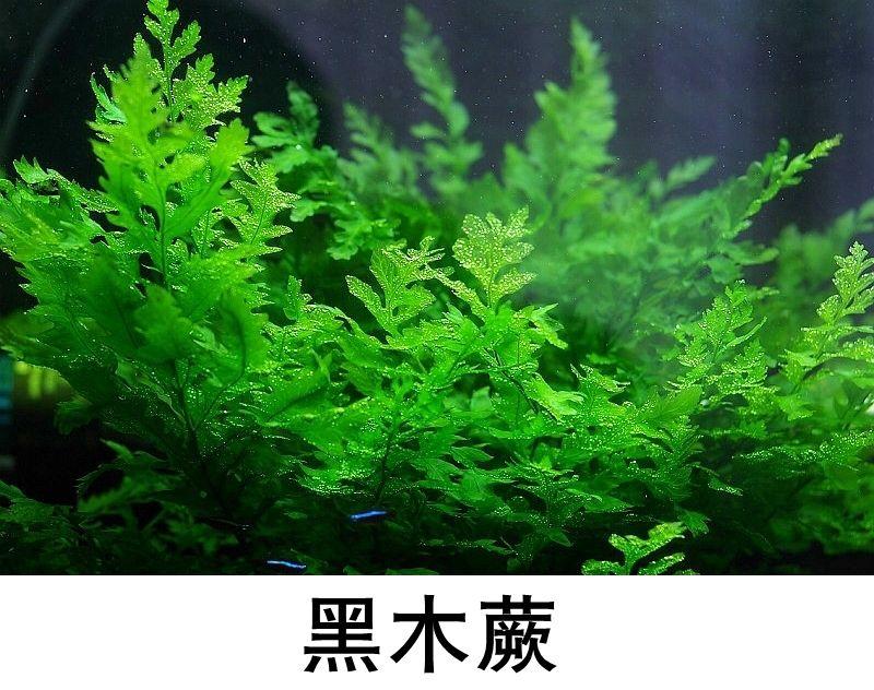 黑木蕨种植方法（黑木蕨种植维护方法）