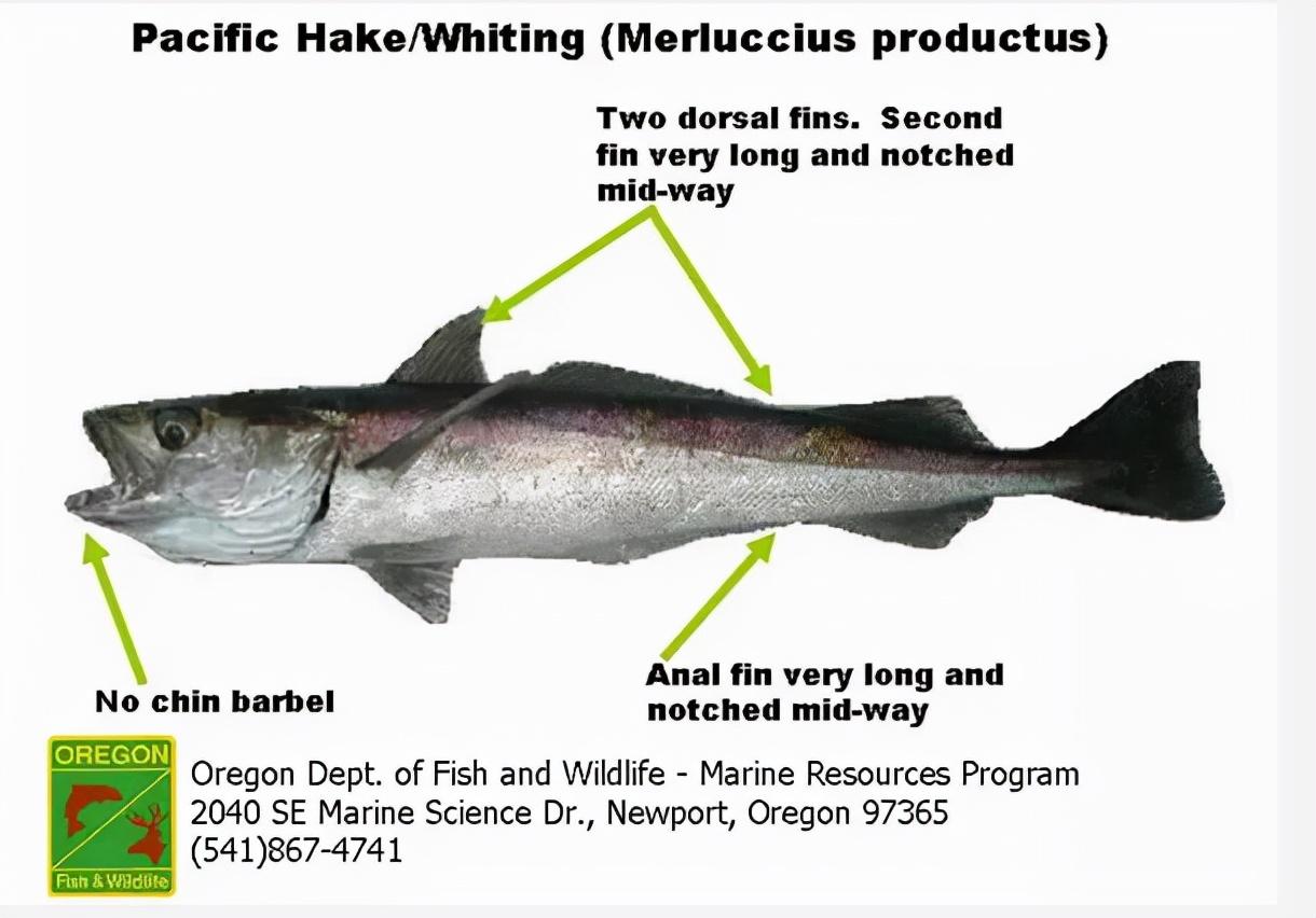 鳕鱼长得什么样子（怎么分清真假鳕鱼）