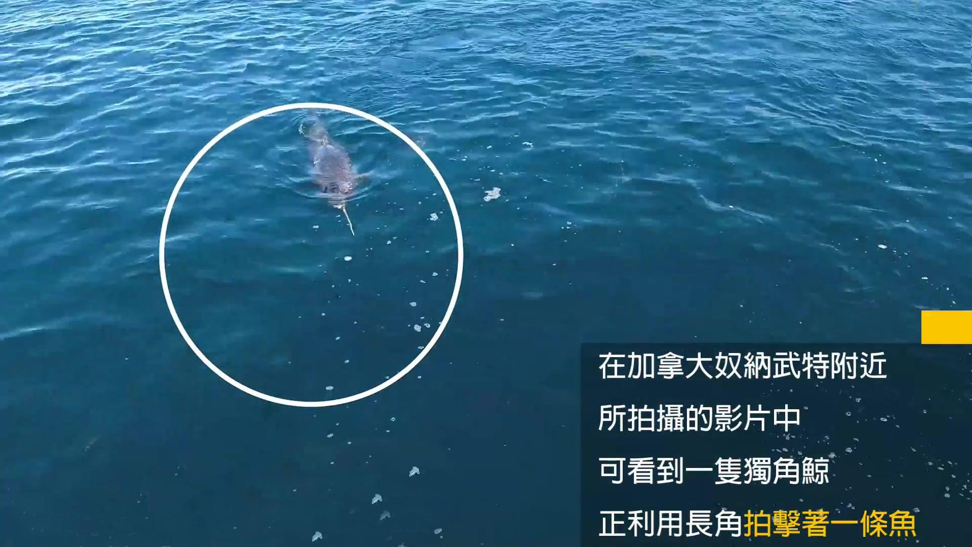 独角鲸灭绝了吗（独角鲸简介）
