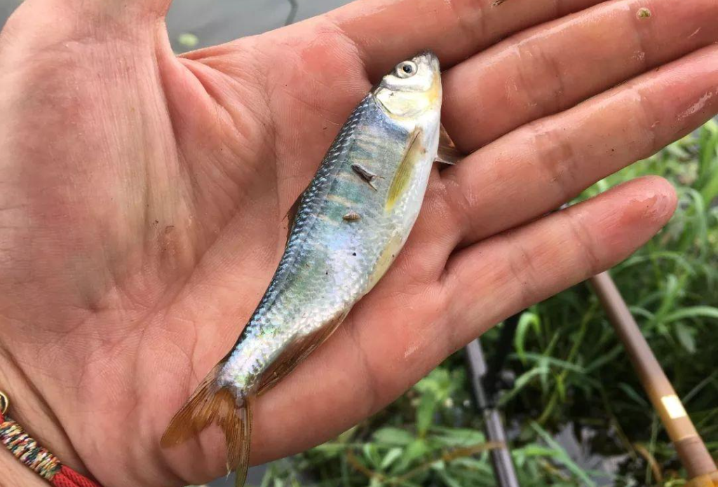 宽鳍鱲和马口鱼一样吗（宽鳍鱲和马口鱼有什么区别）