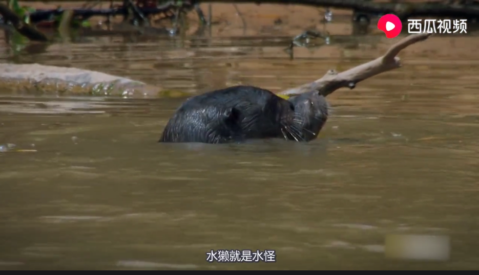 水獭为什么会拖人下水（水獭就是水猴子吗）