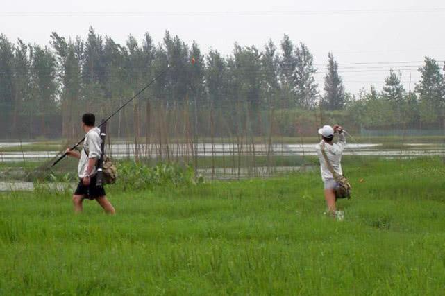 斑鳢与乌鳢一样吗（斑鳢与乌鳢有什么区别）