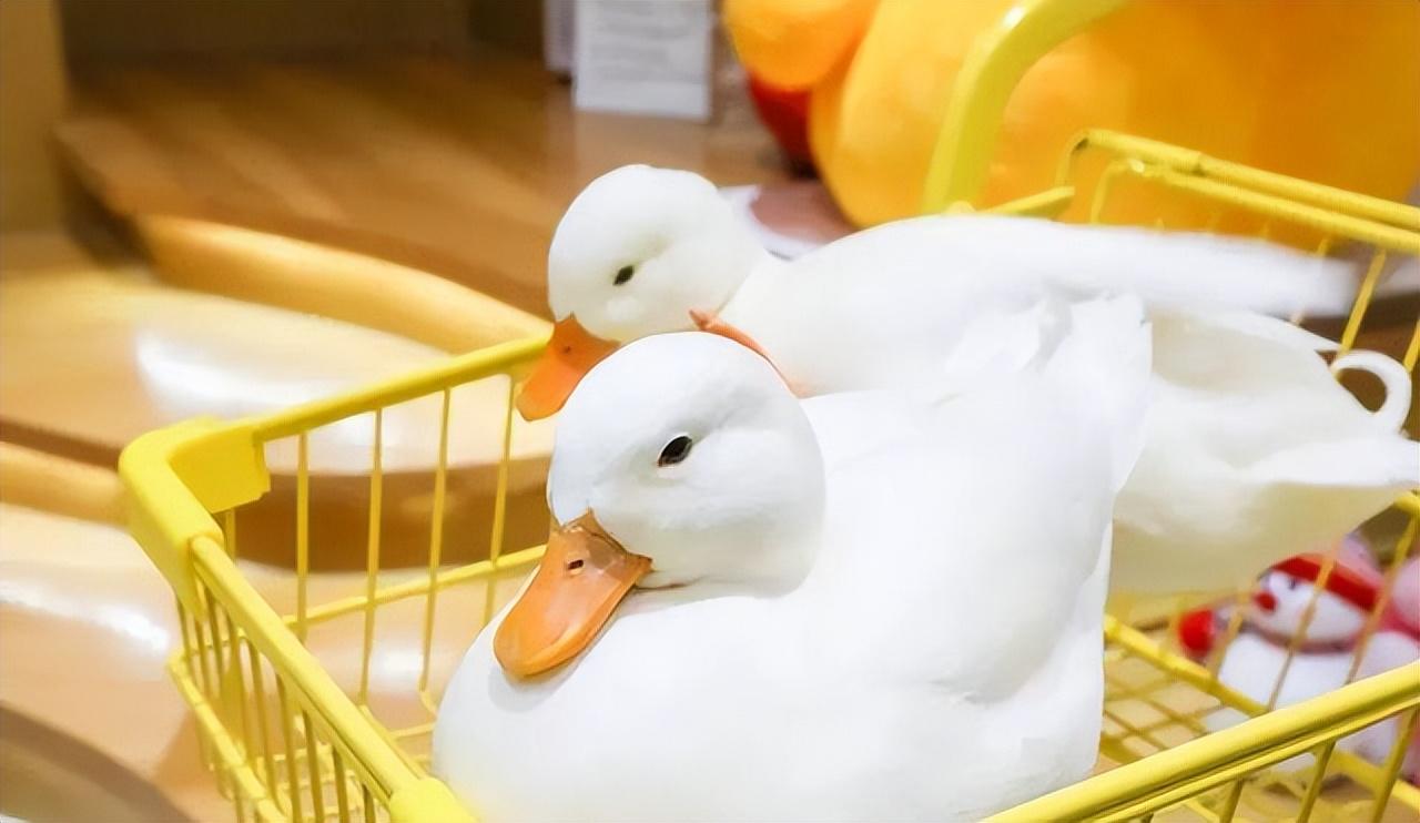 宠物鸭子品种有哪些（柯尔鸭好养吗）