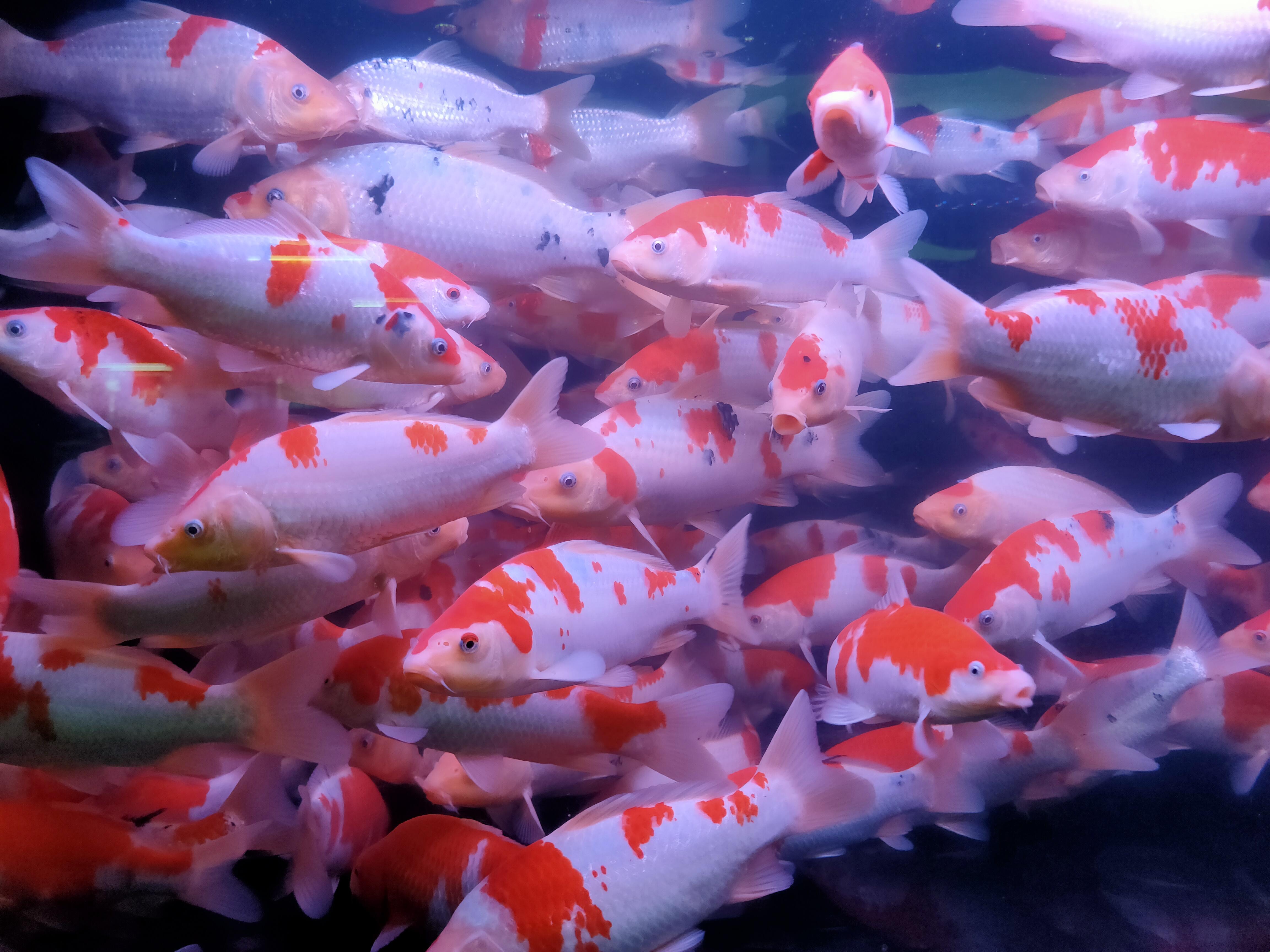 鱼缸水有腥味加盐处理行不行（鱼缸有腥臭味怎么办）