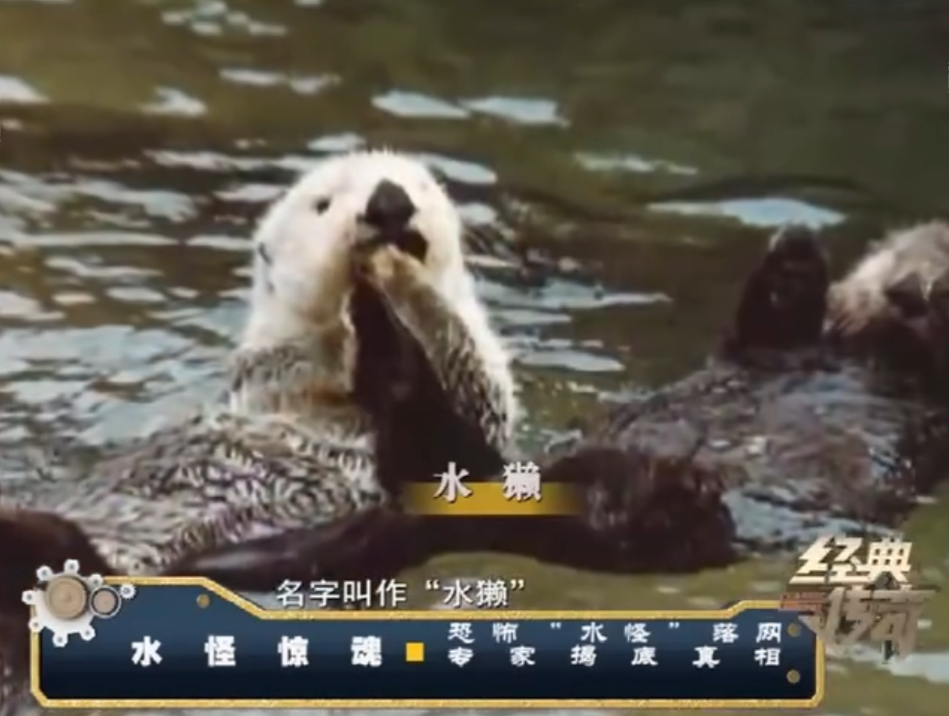 水獭为什么会拖人下水（水獭就是水猴子吗）