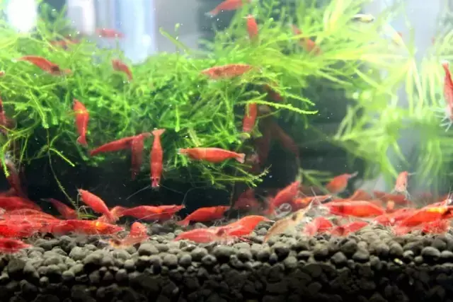极火虾多久长大繁殖（极火虾价格便宜吗）