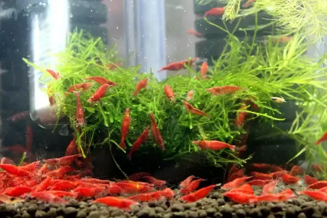 极火虾多久长大繁殖（极火虾价格便宜吗）