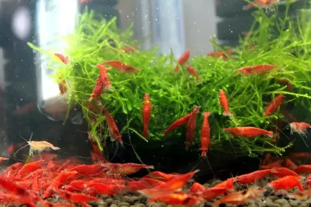 极火虾多久长大繁殖（极火虾价格便宜吗）