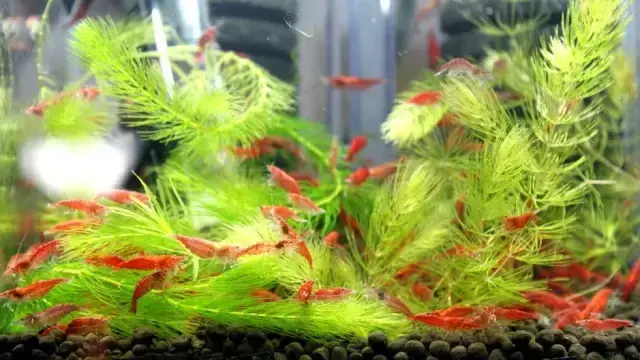 极火虾多久长大繁殖（极火虾价格便宜吗）