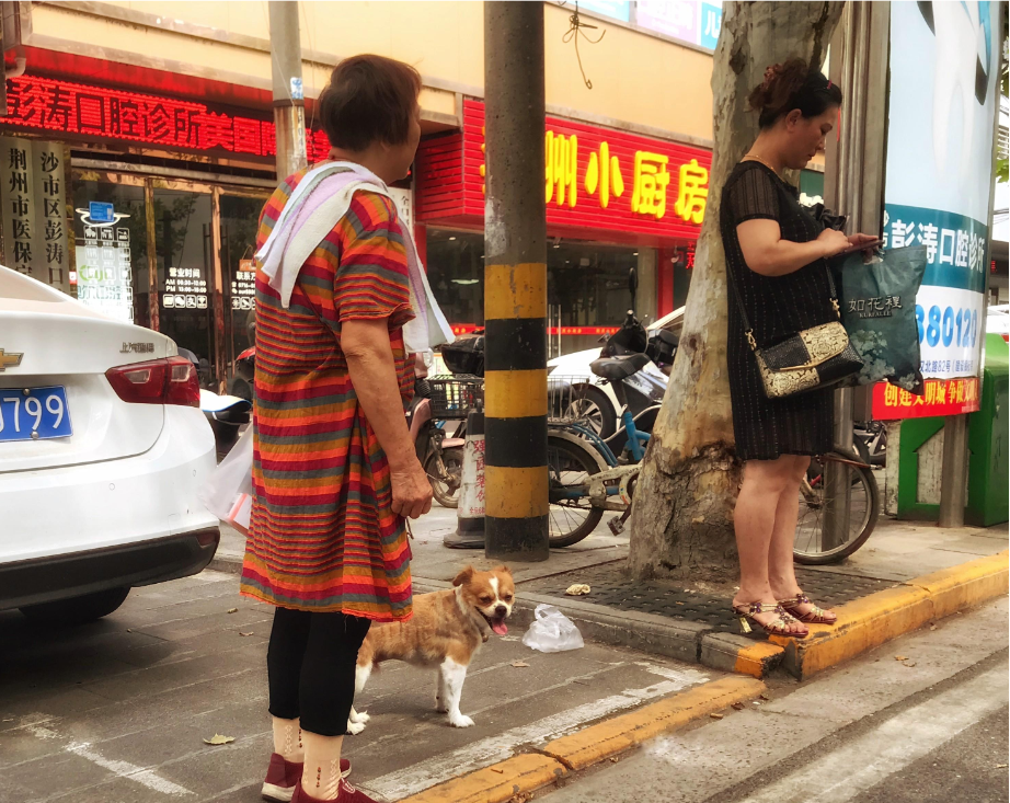 能不能把猫带上公交车（宠物能带上公交车吗）