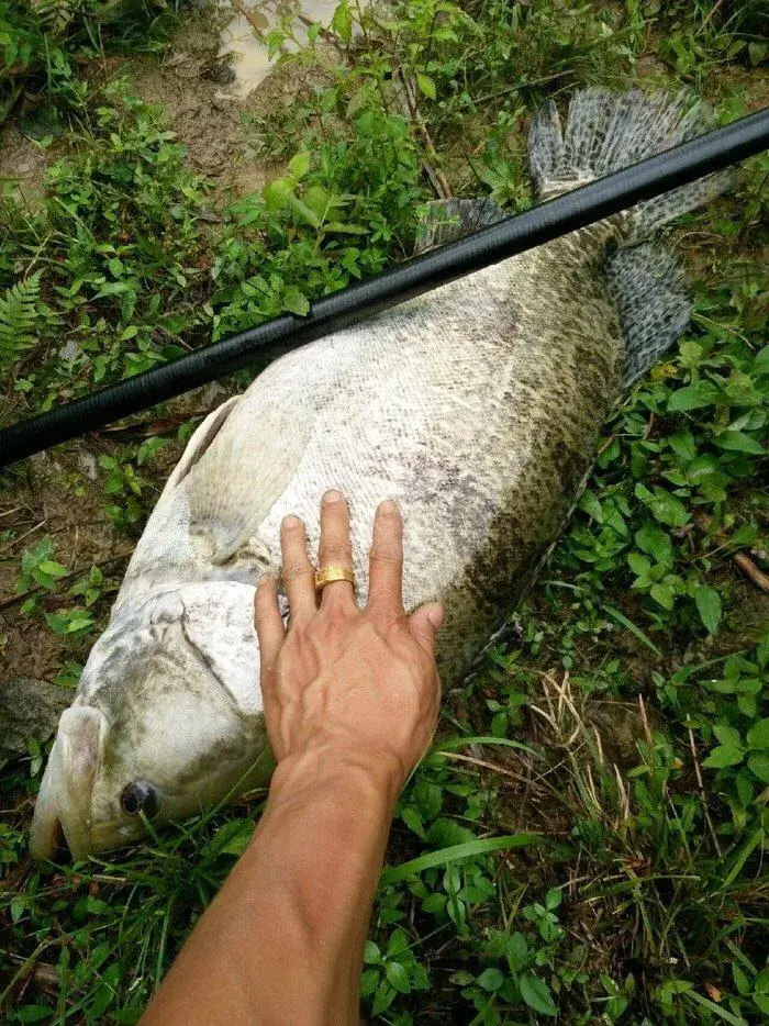 鳜鱼是海鱼吗（鳜鱼分布在哪里）