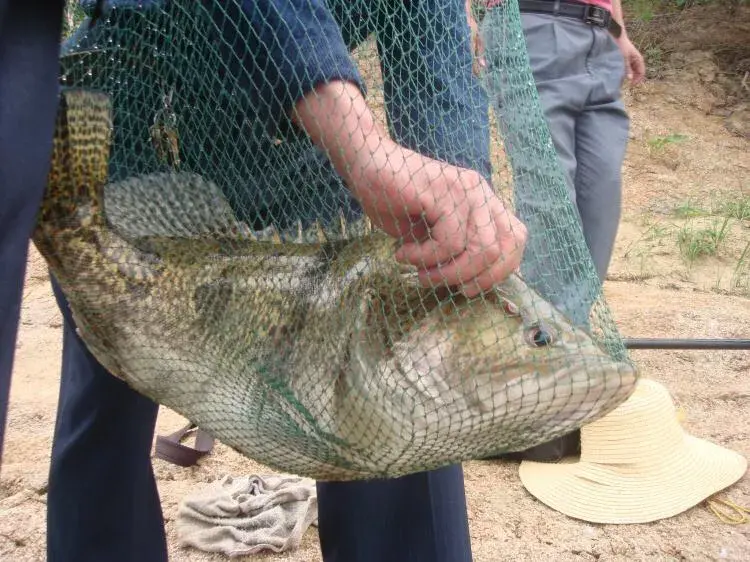 鳜鱼是海鱼吗（鳜鱼分布在哪里）