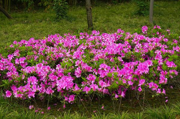 杜鹃花语（杜鹃花语的含义是什么）