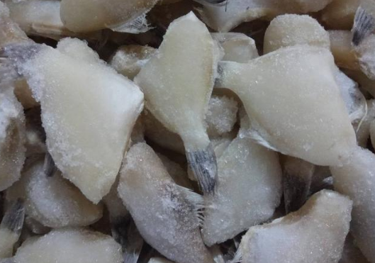橡皮鱼和耗儿鱼一样吗（橡皮鱼和耗儿鱼有什么区别）