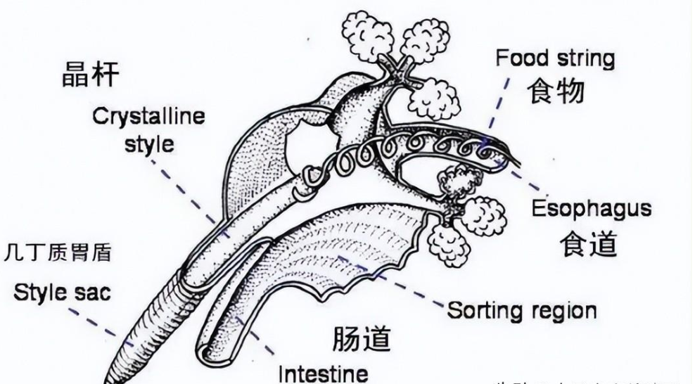 养贝壳给它吃什么（贝类海产品用饲料喂养模式是什么）